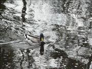 P1060301